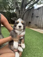Talullah, a female Bernedoodle for sale in Plano, TX – 6 of 7