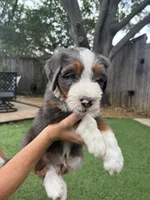 Felix, a male Bernedoodle for sale in Plano, TX – 5 of 6