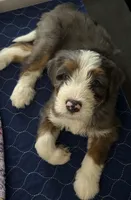 Felix, a male Bernedoodle for sale in Plano, TX – 1 of 6
