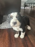 Magnolia, a female Bernedoodle for sale in Plano, TX – 7 of 8
