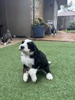 Magnolia, a female Bernedoodle for sale in Plano, TX – 5 of 8