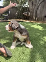 Felix, a male Bernedoodle for sale in Plano, TX – 6 of 6