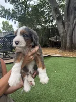 Felix, a male Bernedoodle for sale in Plano, TX – 4 of 6