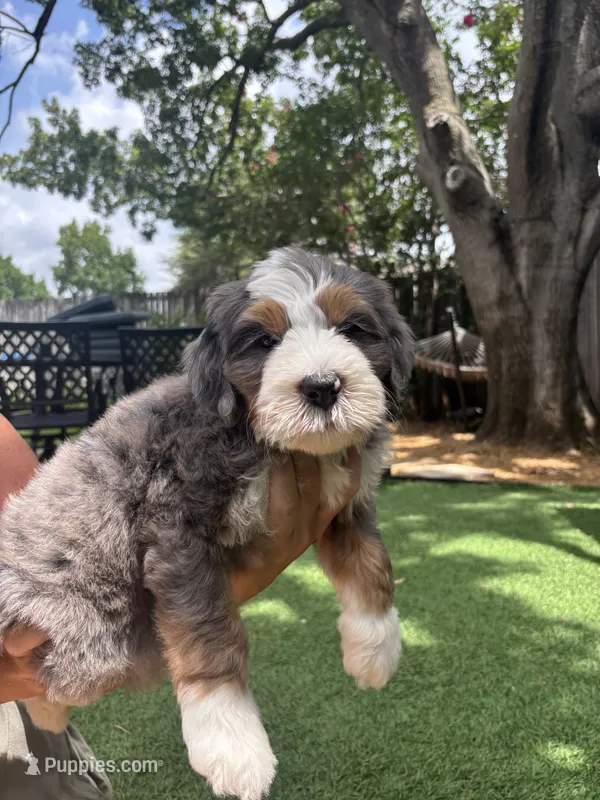 Talullah – Bernedoodle puppy for sale in Plano, TX