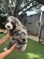 Talullah, a female Bernedoodle for sale in Plano, TX – 5 of 7