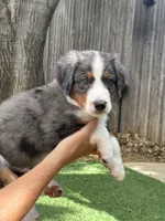 Archie, a male Bernedoodle for sale in Plano, TX – 2 of 7