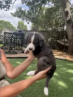 Archie, a male Bernedoodle for sale in Plano, TX – 5 of 7