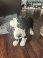 Magnolia, a female Bernedoodle for sale in Plano, TX – 2 of 8