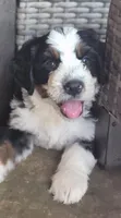 Magnolia, a female Bernedoodle for sale in Plano, TX – 1 of 8