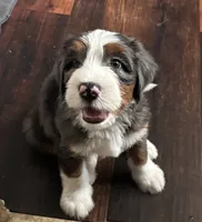 Felix, a male Bernedoodle for sale in Plano, TX – 2 of 6