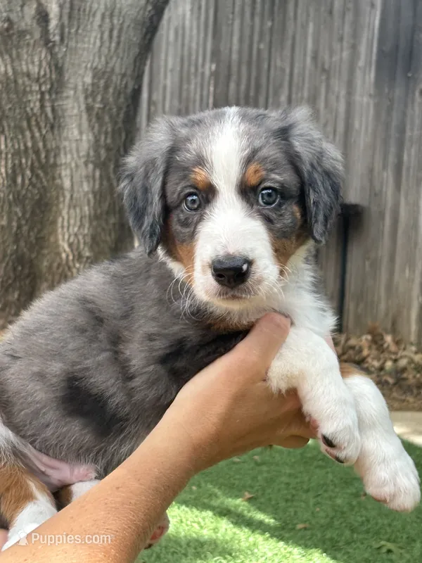 Archie – Bernedoodle puppy for sale in Plano, TX