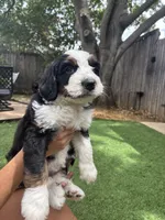 Magnolia, a female Bernedoodle for sale in Plano, TX – 8 of 8