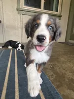 Archie, a male Bernedoodle for sale in Plano, TX – 4 of 7