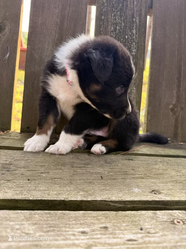 Koda – Australian Shepherd puppy for sale in Paw Paw, MI