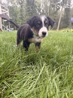 Nugget, a male Australian Shepherd for sale in Paw Paw, MI – 4 of 4