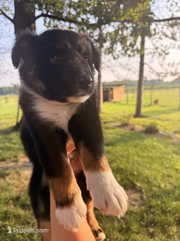Pumba – Australian Shepherd puppy for sale in Paw Paw, MI