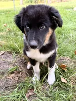 Pickle , a male Australian Shepherd for sale in Paw Paw, MI – 3 of 10