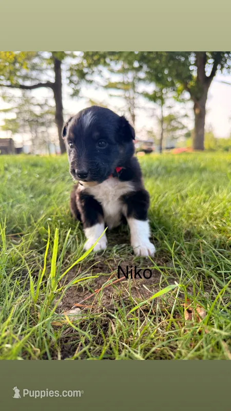 Niko – Australian Shepherd puppy for sale in Paw Paw, MI