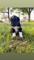 Niko, a male Australian Shepherd for sale in Paw Paw, MI – 1 of 1