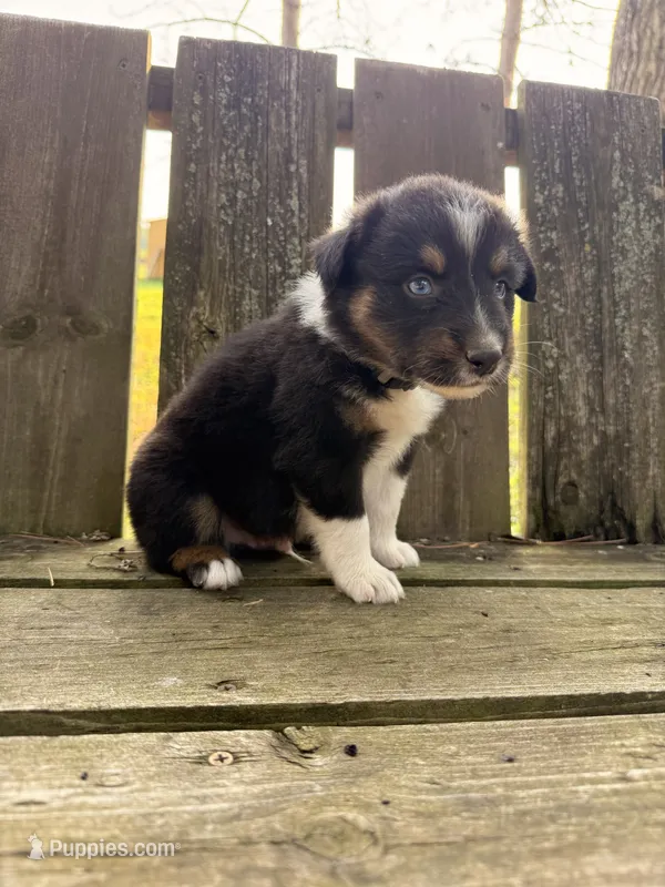 Benny – Australian Shepherd puppy for sale in Paw Paw, MI