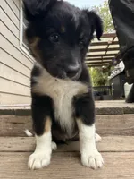Cookie, a female Australian Shepherd for sale in Paw Paw, MI – 2 of 5
