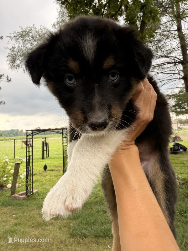 Benny – Australian Shepherd puppy for sale in Paw Paw, MI