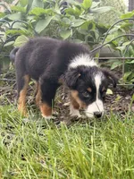 Nugget, a male Australian Shepherd for sale in Paw Paw, MI – 3 of 4