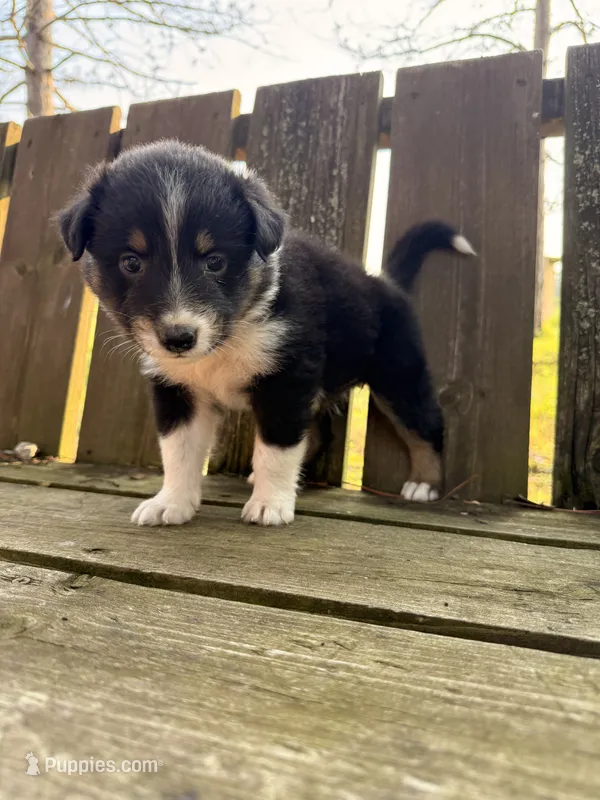 Muffin – Australian Shepherd puppy for sale in Paw Paw, MI
