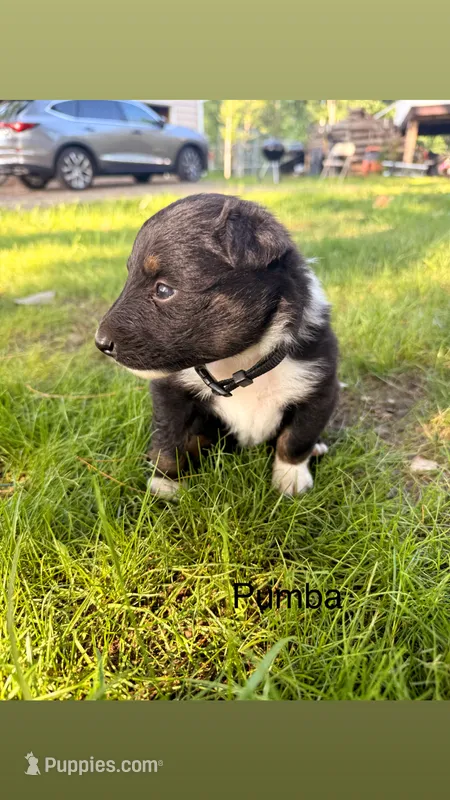 Pumba – Australian Shepherd puppy for sale in Paw Paw, MI