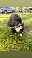 Pumba, a male Australian Shepherd for sale in Paw Paw, MI – 1 of 1