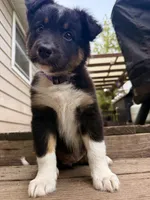 Cookie, a female Australian Shepherd for sale in Paw Paw, MI – 5 of 5