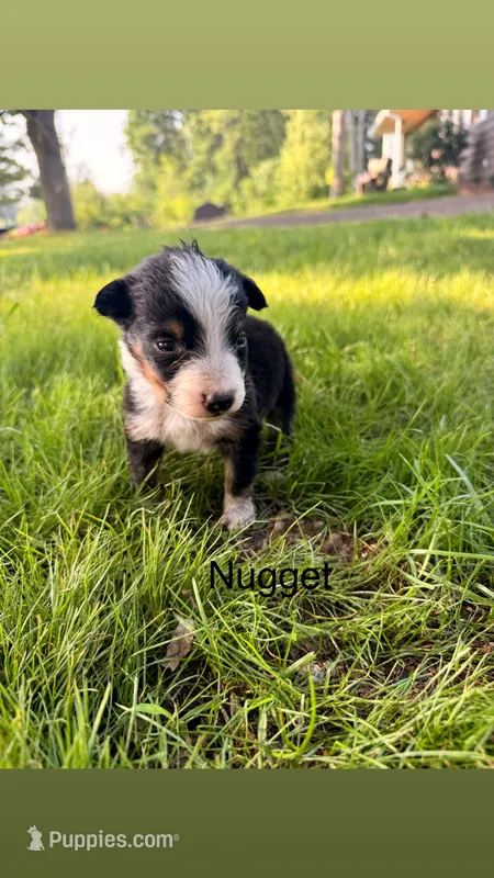 Nugget – Australian Shepherd puppy for sale in Paw Paw, MI