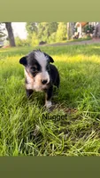 Nugget, a male Australian Shepherd for sale in Paw Paw, MI – 1 of 1