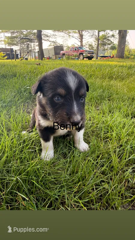Benny – Australian Shepherd puppy for sale in Paw Paw, MI
