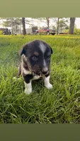 Benny, a male Australian Shepherd for sale in Paw Paw, MI – 1 of 1