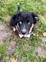 Pickle , a male Australian Shepherd for sale in Paw Paw, MI – 2 of 10