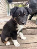 Cookie, a female Australian Shepherd for sale in Paw Paw, MI – 4 of 5
