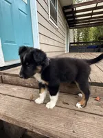 Cookie, a female Australian Shepherd for sale in Paw Paw, MI – 3 of 5