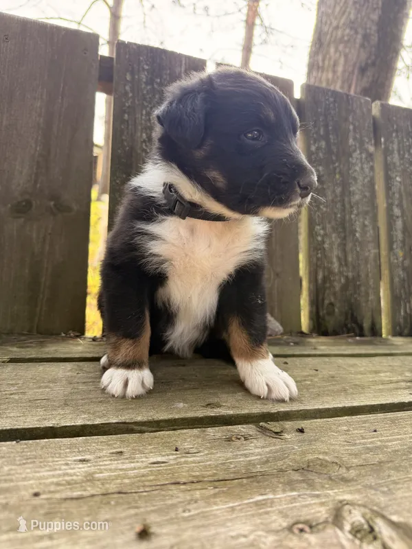 Pumba – Australian Shepherd puppy for sale in Paw Paw, MI