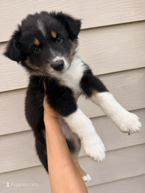 Muffin – Australian Shepherd puppy for sale in Paw Paw, MI