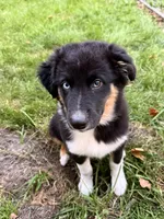 Pickle , a male Australian Shepherd for sale in Paw Paw, MI – 4 of 10