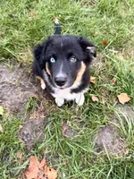 Pickle , a male Australian Shepherd for sale in Paw Paw, MI – 6 of 10