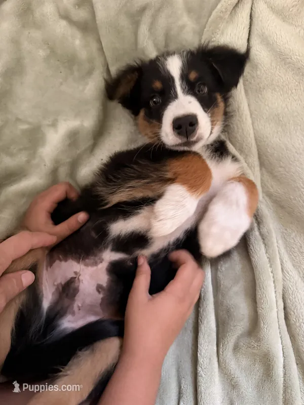 Nugget – Australian Shepherd puppy for sale in Paw Paw, MI