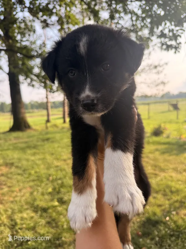Koda – Australian Shepherd puppy for sale in Paw Paw, MI