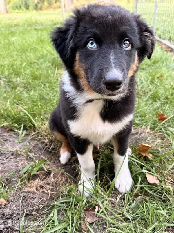 Pickle  – Australian Shepherd puppy for sale in Paw Paw, MI