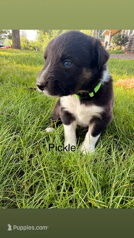 Milo – Australian Shepherd puppy for sale in Paw Paw, MI