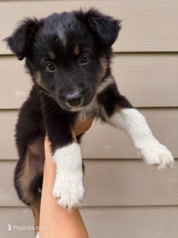 Cookie – Australian Shepherd puppy for sale in Paw Paw, MI