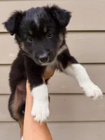 Cookie, a female Australian Shepherd for sale in Paw Paw, MI – 1 of 5