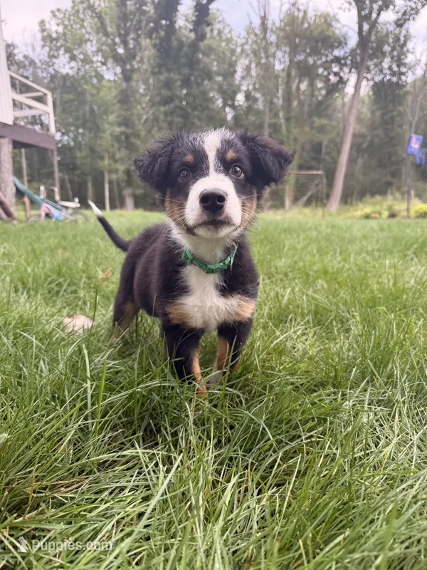 Nugget – Australian Shepherd puppy for sale in Paw Paw, MI