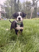 Nugget, a male Australian Shepherd for sale in Paw Paw, MI – 1 of 4